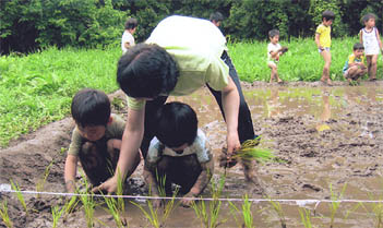 田植え